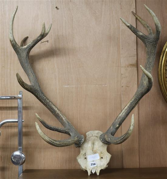 A set of antlers height 75cm